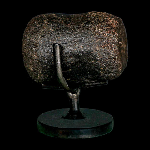 2.4" Hypacrosaurus Dinosaur Fossil Vertebrae Bone Two Medicine FM MT COA Stand - Fossil Age Minerals