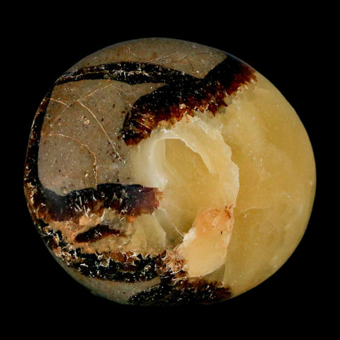 2.1" Septarian Dragon Palm Stone Mineral Specimen Healing Madagascar - Fossil Age Minerals