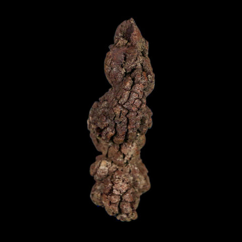 2.3" Prehistoric Coprolite Fossil Specimen Poop Dung Miocene Age Madagascar - Fossil Age Minerals