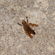 0.5 Detailed Fossil March Fly Insect Green River FM Uintah County UT Eocene Age