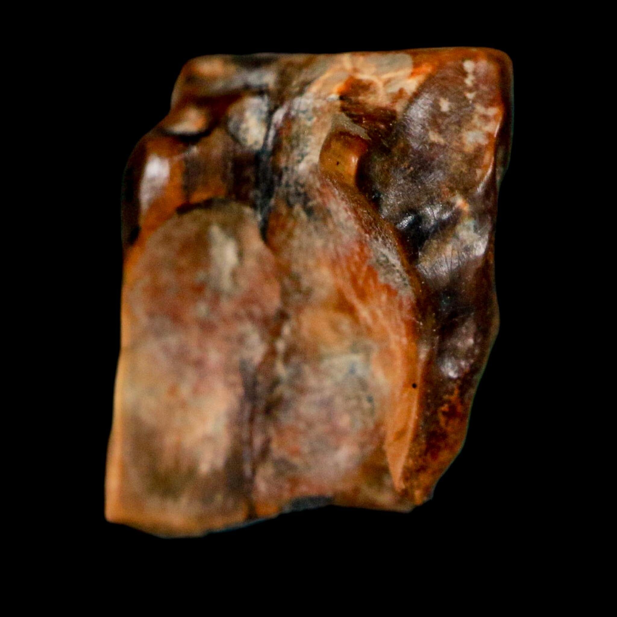 0.6" Centrosaurus Fossil Tooth Judith River FM Cretaceous Dinosaur COA, Display - Fossil Age Minerals