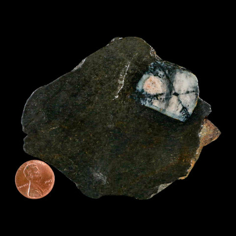 3.7" Rare Andalucite Var Chiastolite Mineral Specimen Asturias Province Boal Spain - Fossil Age Minerals