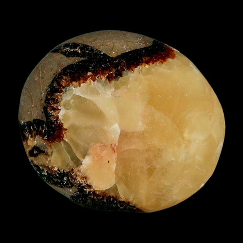 2.1" Septarian Dragon Palm Stone Mineral Specimen Healing Madagascar - Fossil Age Minerals