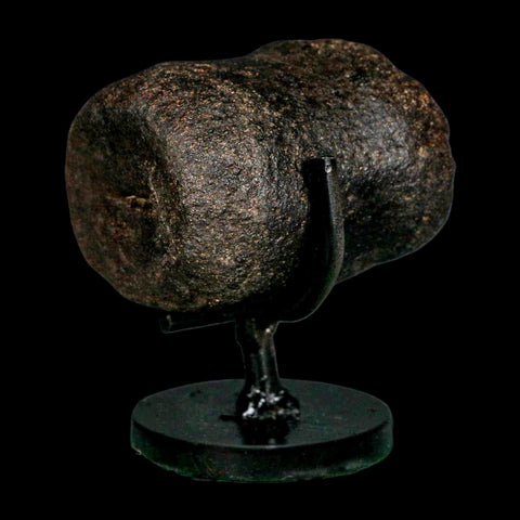 2.4" Hypacrosaurus Dinosaur Fossil Vertebrae Bone Two Medicine FM MT COA Stand - Fossil Age Minerals