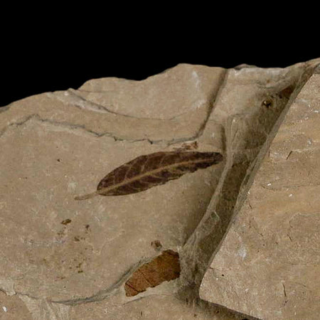 2 Two Detailed Cedrelospermum Nervosum Fossil Plant Leaf Eocene Age Green River UT