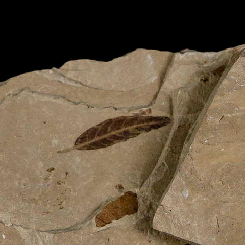 2 Two Detailed Cedrelospermum Nervosum Fossil Plant Leaf Eocene Age Green River UT
