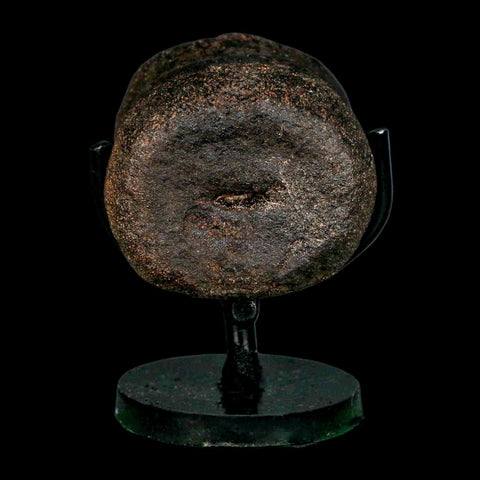 2.4" Hypacrosaurus Dinosaur Fossil Vertebrae Bone Two Medicine FM MT COA Stand - Fossil Age Minerals