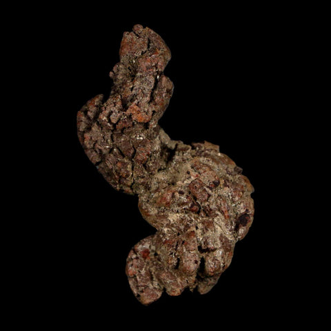 2.3" Prehistoric Coprolite Fossil Specimen Poop Dung Miocene Age Madagascar - Fossil Age Minerals