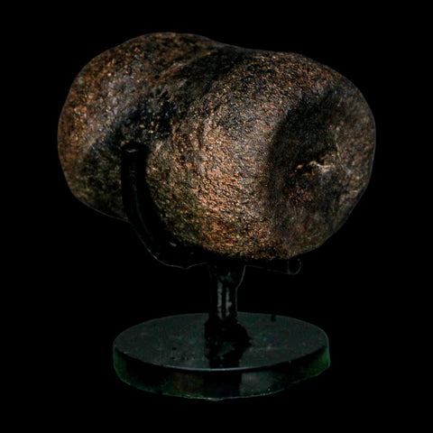 2.4" Hypacrosaurus Dinosaur Fossil Vertebrae Bone Two Medicine FM MT COA Stand - Fossil Age Minerals