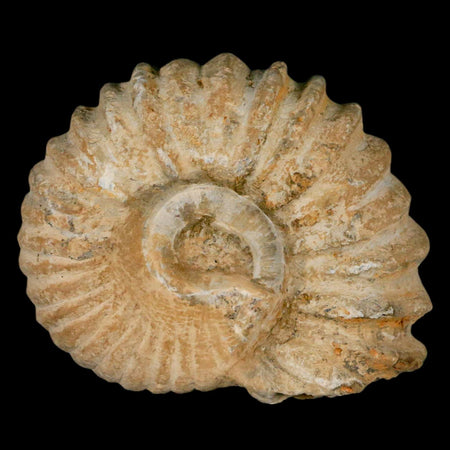 4.5" Acanthoceras Ammonite Fossil Agadir Morocco 360 Million Year Old COA