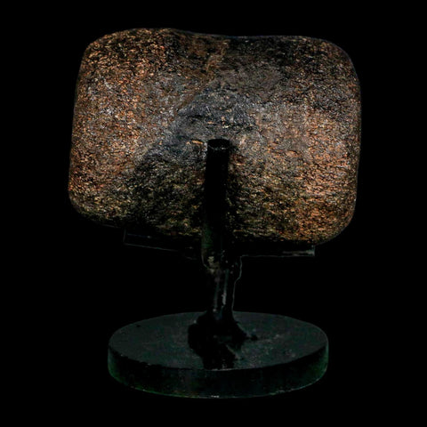 2.4" Hypacrosaurus Dinosaur Fossil Vertebrae Bone Two Medicine FM MT COA Stand - Fossil Age Minerals