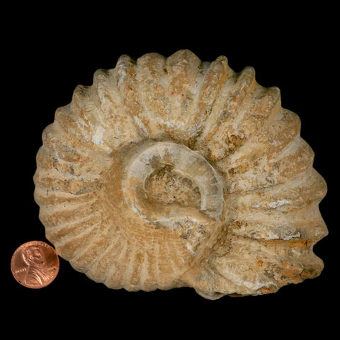 4.5" Acanthoceras Ammonite Fossil Agadir Morocco 360 Million Year Old COA - Fossil Age Minerals