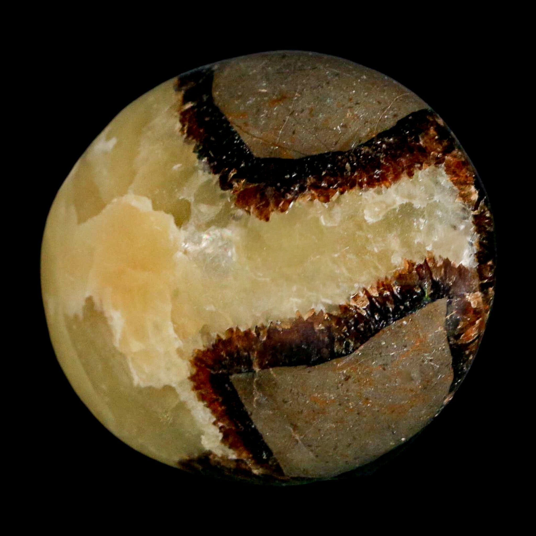 2.1" Septarian Dragon Palm Stone Mineral Specimen Healing Madagascar - Fossil Age Minerals