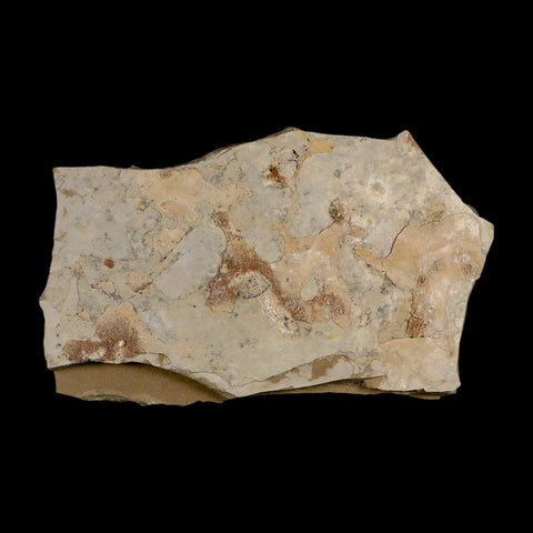 2 Two Detailed Cedrelospermum Nervosum Fossil Plant Leaf Eocene Age Green River UT