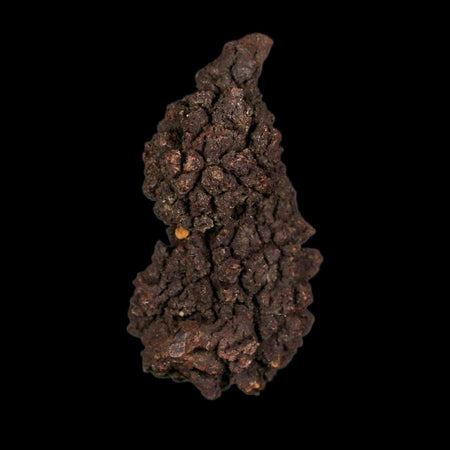 2.1" Prehistoric Coprolite Fossil Specimen Poop Dung Miocene Age Madagascar