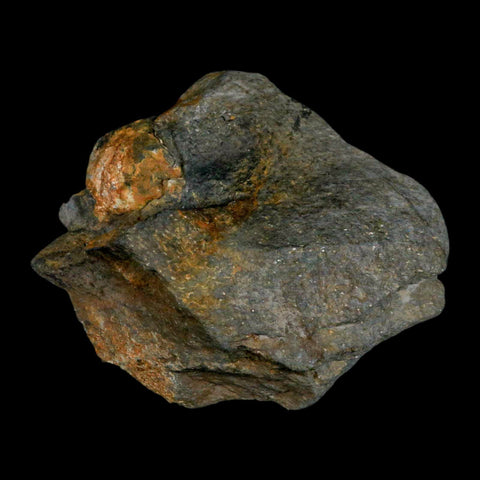 3.7" Rare Andalucite Var Chiastolite Mineral Specimen Asturias Province Boal Spain - Fossil Age Minerals