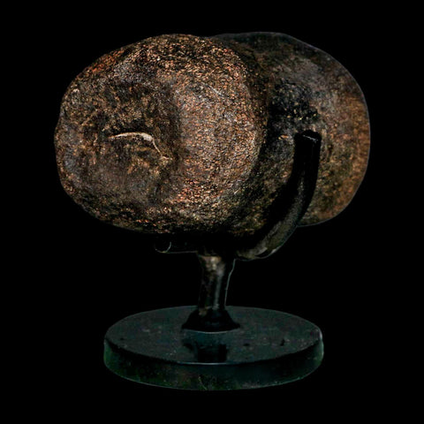 2.4" Hypacrosaurus Dinosaur Fossil Vertebrae Bone Two Medicine FM MT COA Stand - Fossil Age Minerals