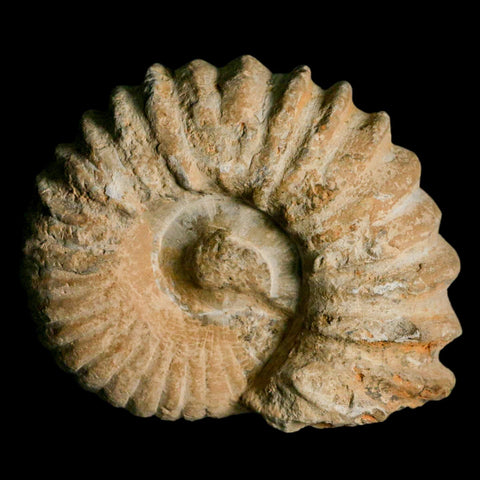 4.5" Acanthoceras Ammonite Fossil Agadir Morocco 360 Million Year Old COA - Fossil Age Minerals