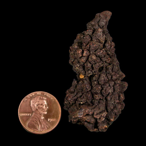 2.1" Prehistoric Coprolite Fossil Specimen Poop Dung Miocene Age Madagascar - Fossil Age Minerals
