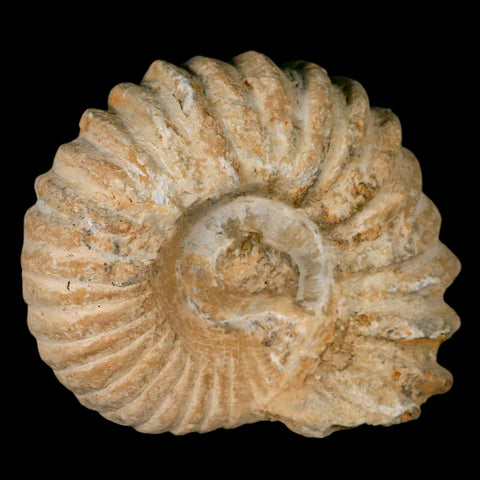 4.5" Acanthoceras Ammonite Fossil Agadir Morocco 360 Million Year Old COA - Fossil Age Minerals