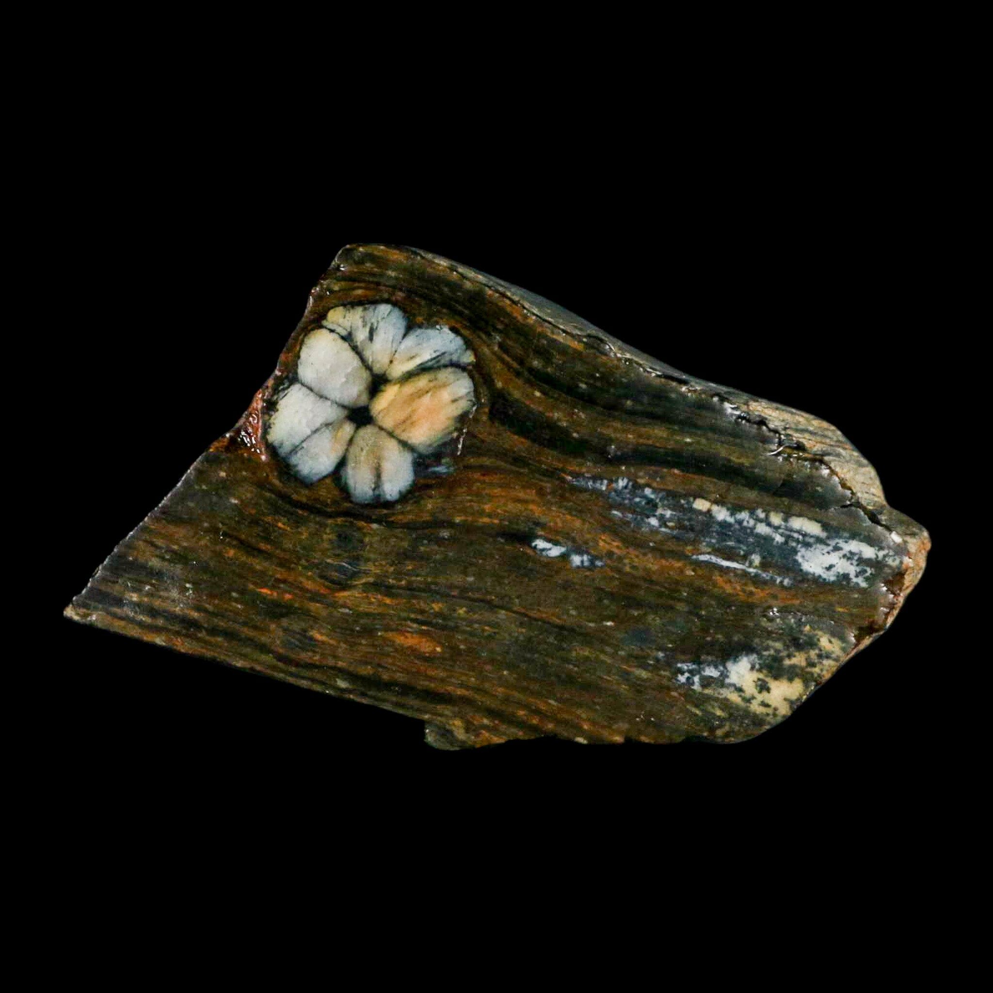3.7" Rare Andalucite Var Chiastolite Mineral Specimen Asturias Province Boal Spain - Fossil Age Minerals