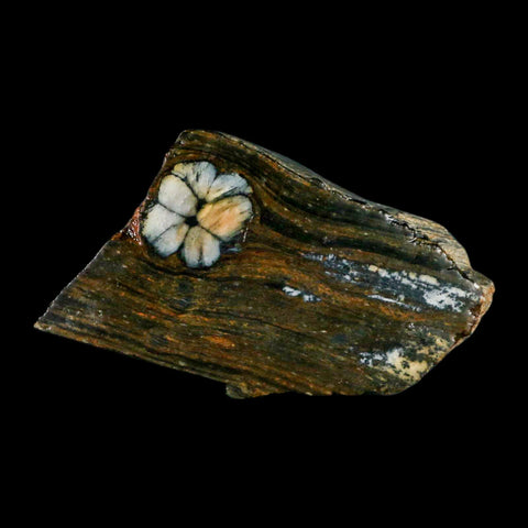 3.7" Rare Andalucite Var Chiastolite Mineral Specimen Asturias Province Boal Spain - Fossil Age Minerals