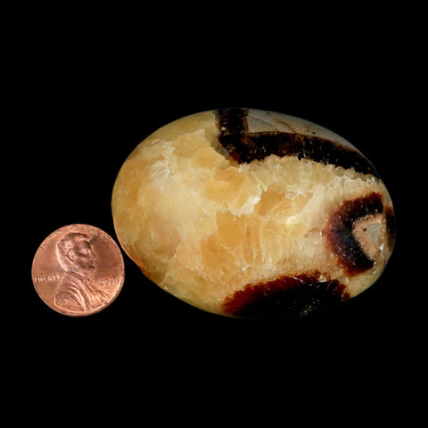 2.2" Septarian Dragon Palm Stone Mineral Specimen Healing Madagascar - Fossil Age Minerals