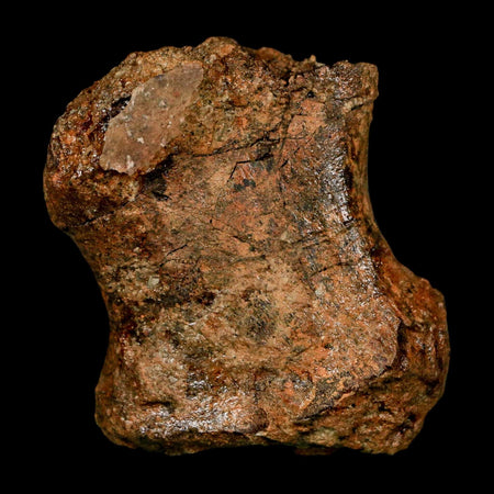 2.3" Triceratops Fossil Hand Digit Bone Lance Creek FM Cretaceous Dinosaur WY COA