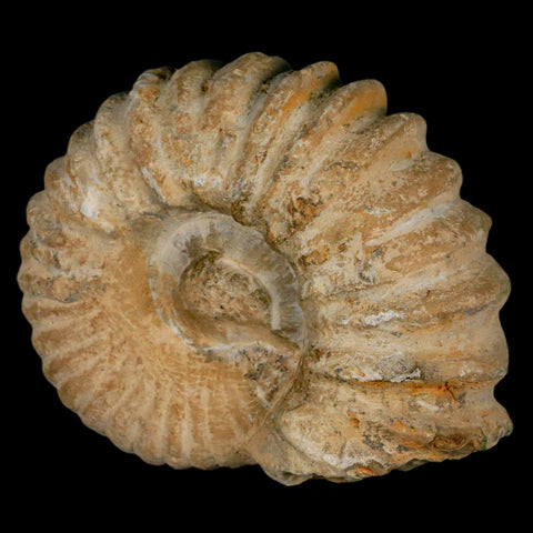 4.5" Acanthoceras Ammonite Fossil Agadir Morocco 360 Million Year Old COA - Fossil Age Minerals