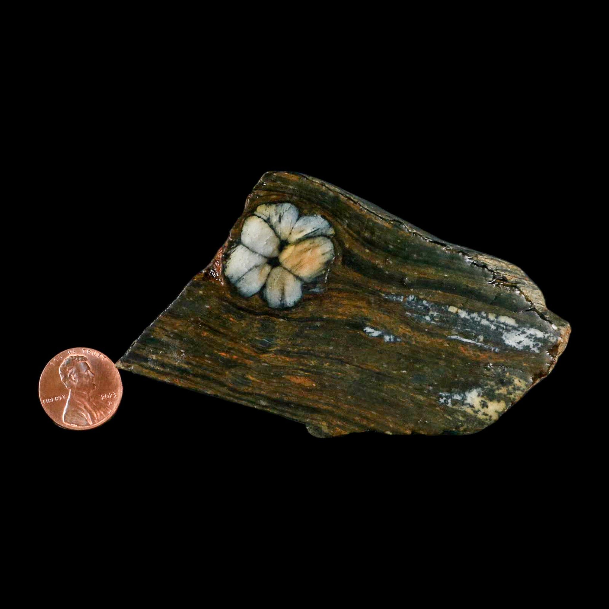 3.7" Rare Andalucite Var Chiastolite Mineral Specimen Asturias Province Boal Spain - Fossil Age Minerals