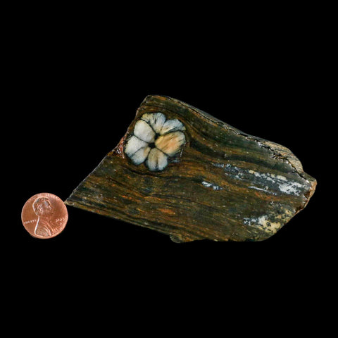 3.7" Rare Andalucite Var Chiastolite Mineral Specimen Asturias Province Boal Spain - Fossil Age Minerals