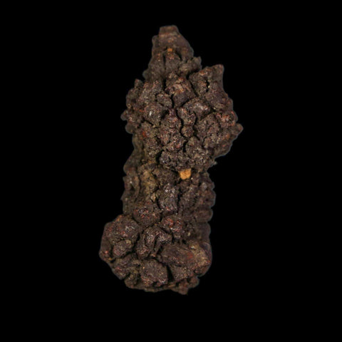 2.1" Prehistoric Coprolite Fossil Specimen Poop Dung Miocene Age Madagascar - Fossil Age Minerals
