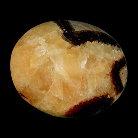 2.2" Septarian Dragon Palm Stone Mineral Specimen Healing Madagascar - Fossil Age Minerals