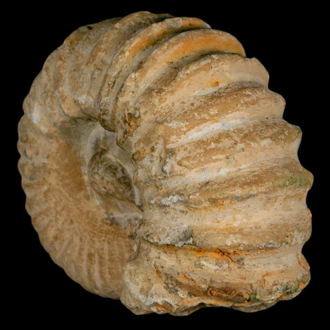 4.5" Acanthoceras Ammonite Fossil Agadir Morocco 360 Million Year Old COA - Fossil Age Minerals