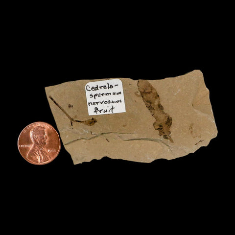 Rare Cedrelospermum Nervosum Fruit Fossil Plant Leaf and Balloon Vine Leaf Eocene Age