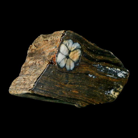 3.7" Rare Andalucite Var Chiastolite Mineral Specimen Asturias Province Boal Spain - Fossil Age Minerals