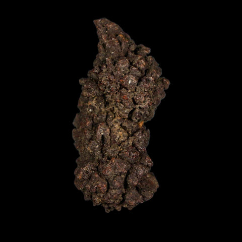 2.1" Prehistoric Coprolite Fossil Specimen Poop Dung Miocene Age Madagascar - Fossil Age Minerals
