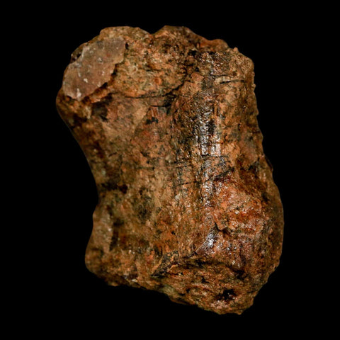 2.3" Triceratops Fossil Hand Digit Bone Lance Creek FM Cretaceous Dinosaur WY COA - Fossil Age Minerals