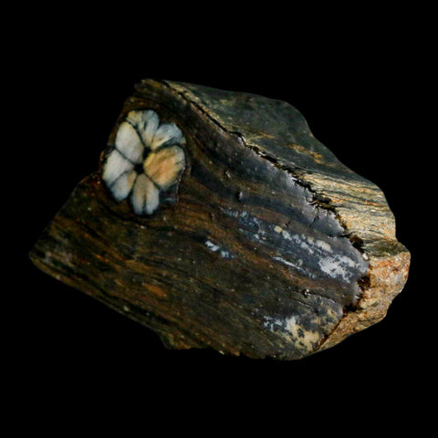 3.7" Rare Andalucite Var Chiastolite Mineral Specimen Asturias Province Boal Spain - Fossil Age Minerals
