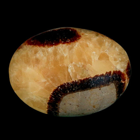 2.2" Septarian Dragon Palm Stone Mineral Specimen Healing Madagascar - Fossil Age Minerals