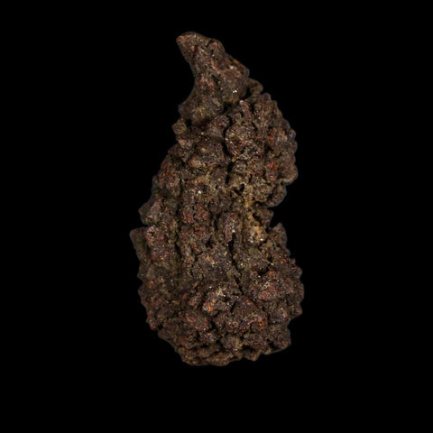 2.1" Prehistoric Coprolite Fossil Specimen Poop Dung Miocene Age Madagascar - Fossil Age Minerals