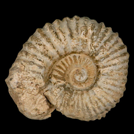 5.2" Acanthoceras Ammonite Fossil Agadir Morocco 360 Million Year Old COA