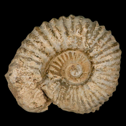 5.2" Acanthoceras Ammonite Fossil Agadir Morocco 360 Million Year Old COA - Fossil Age Minerals