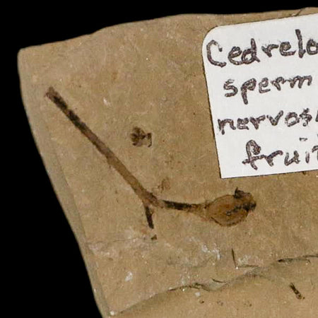 Rare Cedrelospermum Nervosum Fruit Fossil Plant Leaf and Balloon Vine Leaf Eocene Age
