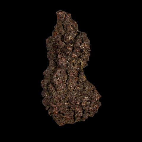 2.1" Prehistoric Coprolite Fossil Specimen Poop Dung Miocene Age Madagascar - Fossil Age Minerals