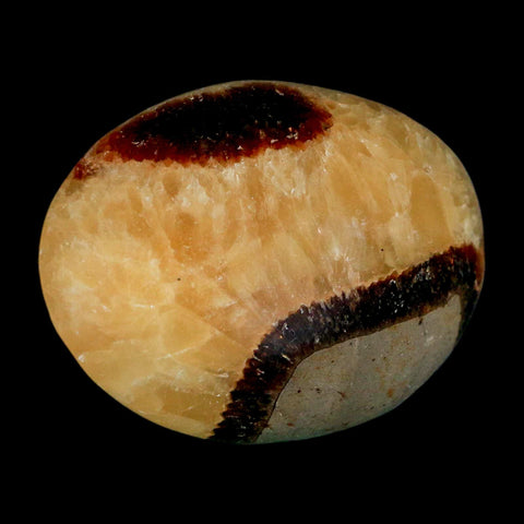 2.2" Septarian Dragon Palm Stone Mineral Specimen Healing Madagascar - Fossil Age Minerals