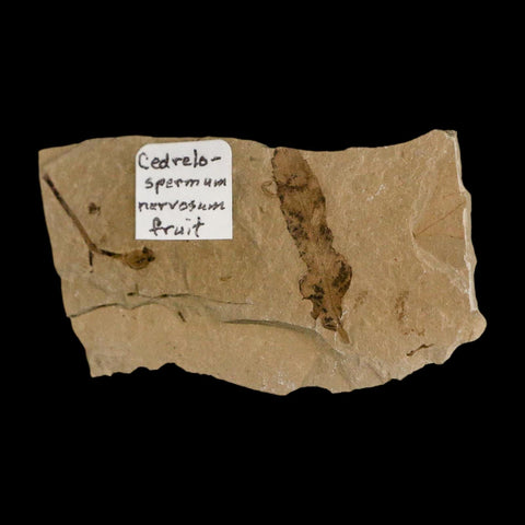 Rare Cedrelospermum Nervosum Fruit Fossil Plant Leaf and Balloon Vine Leaf Eocene Age