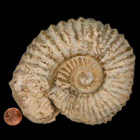 5.2" Acanthoceras Ammonite Fossil Agadir Morocco 360 Million Year Old COA - Fossil Age Minerals