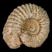 5.2" Acanthoceras Ammonite Fossil Agadir Morocco 360 Million Year Old COA