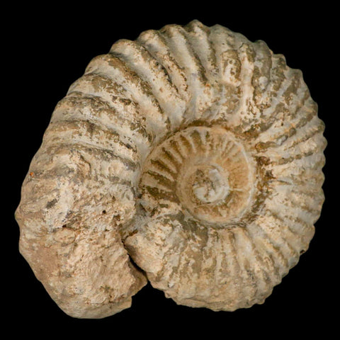 5.2" Acanthoceras Ammonite Fossil Agadir Morocco 360 Million Year Old COA - Fossil Age Minerals